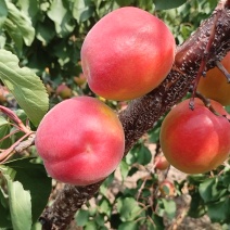 沙金红杏