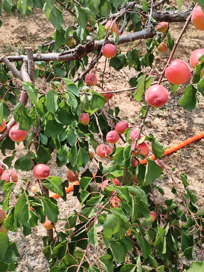 沙金红杏