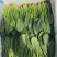 内蒙一级黑叶菠菜