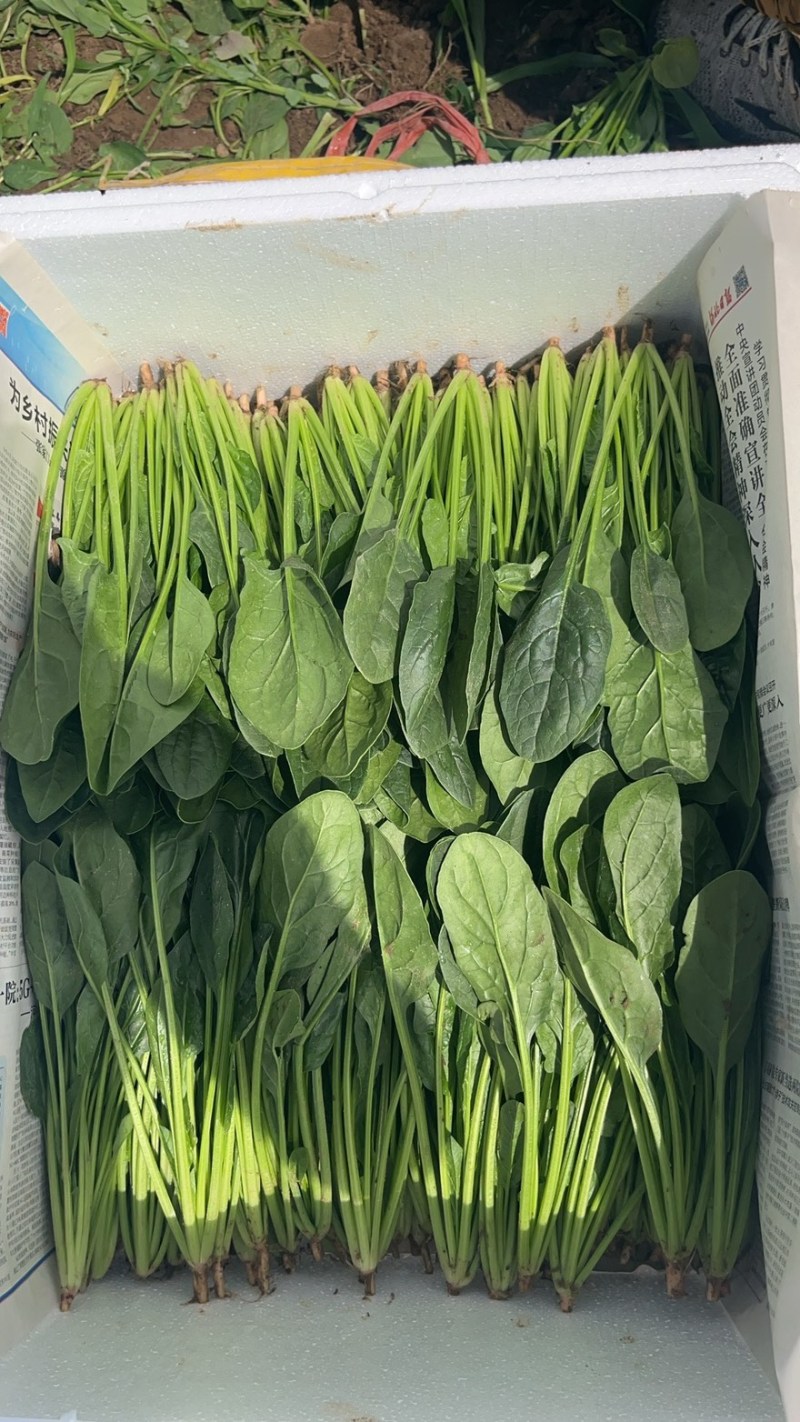 内蒙一级黑叶菠菜