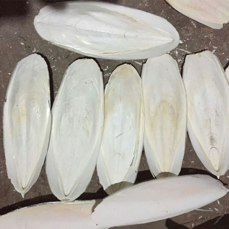 海螵蛸正品小墨鱼骨乌贼骨海蛸鸟用龟用宠物磨牙新货包邮打粉