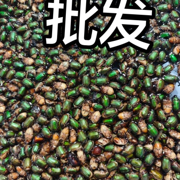 批发金蝉，白蝉，绿色瞎闯子，黑色瞎闯子