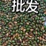 批发金蝉，白蝉，绿色瞎闯子，黑色瞎闯子