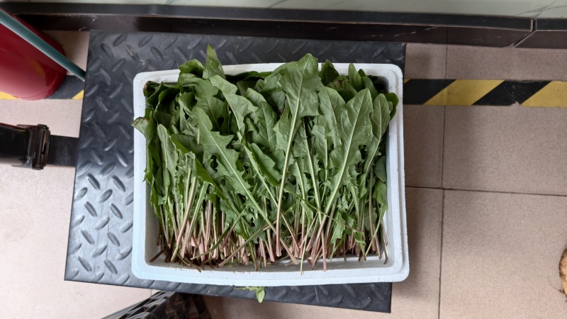 云南高原生态蒲公英鲜叶