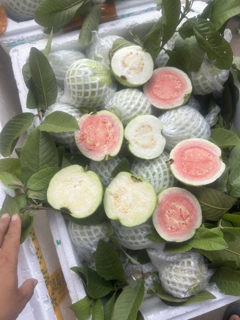 红心番石榴白心芭乐芭乐专业代办视频看货可开票
