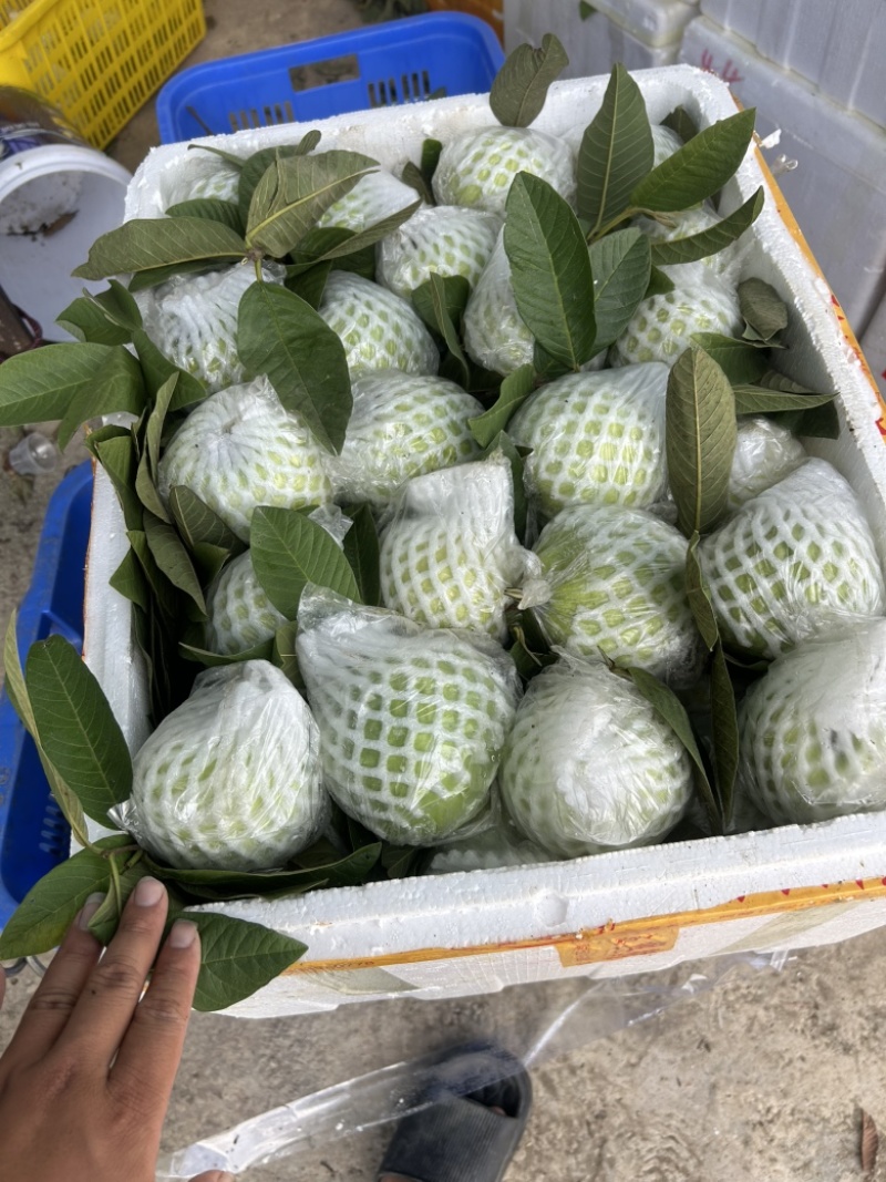 红心番石榴白心芭乐芭乐专业代办视频看货可开票