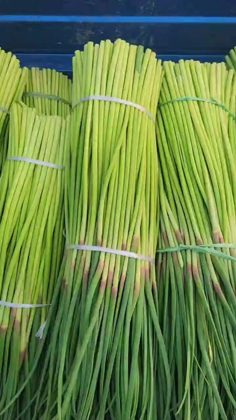 开封精品蒜薹大量上市，产地直发，实力代办，欢迎合作