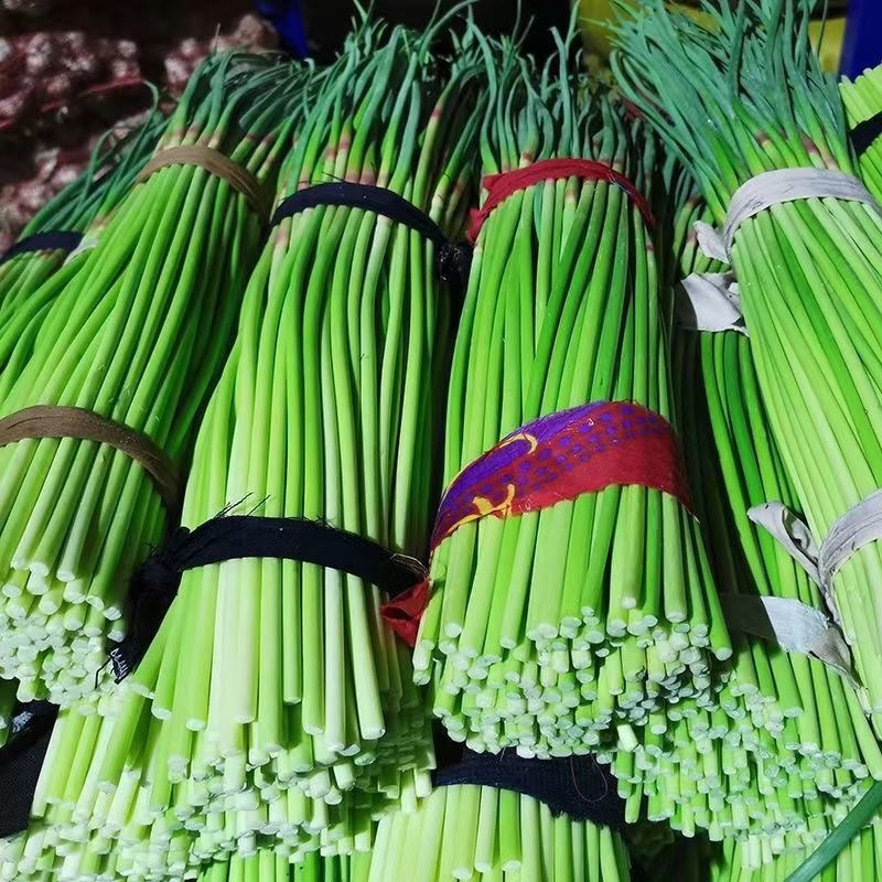 开封精品蒜薹大量上市，产地直发，实力代办，欢迎合作