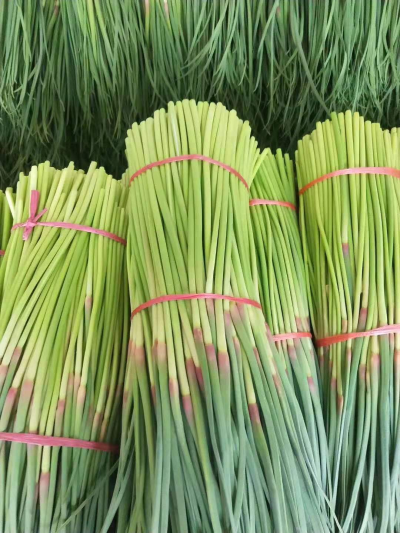 开封精品蒜薹大量上市，产地直发，实力代办，欢迎合作