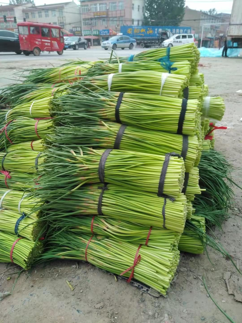开封精品蒜薹大量上市，产地直发，实力代办，欢迎合作