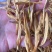 黄花菜地摊电商批发无硫磺黄花菜干金针菜农家特产黄花菜干
