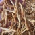 黄花菜地摊电商批发无硫磺黄花菜干金针菜农家特产黄花菜干