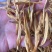 黄花菜地摊电商批发无硫磺黄花菜干金针菜农家特产黄花菜干