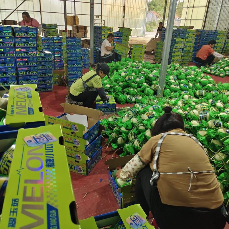 玉姑甜瓜冰清玉姑绿肉白瓜正圆形种植产地看棚定货口感好
