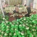 玉姑甜瓜冰清玉姑绿肉白瓜正圆形种植产地看棚定货口感好