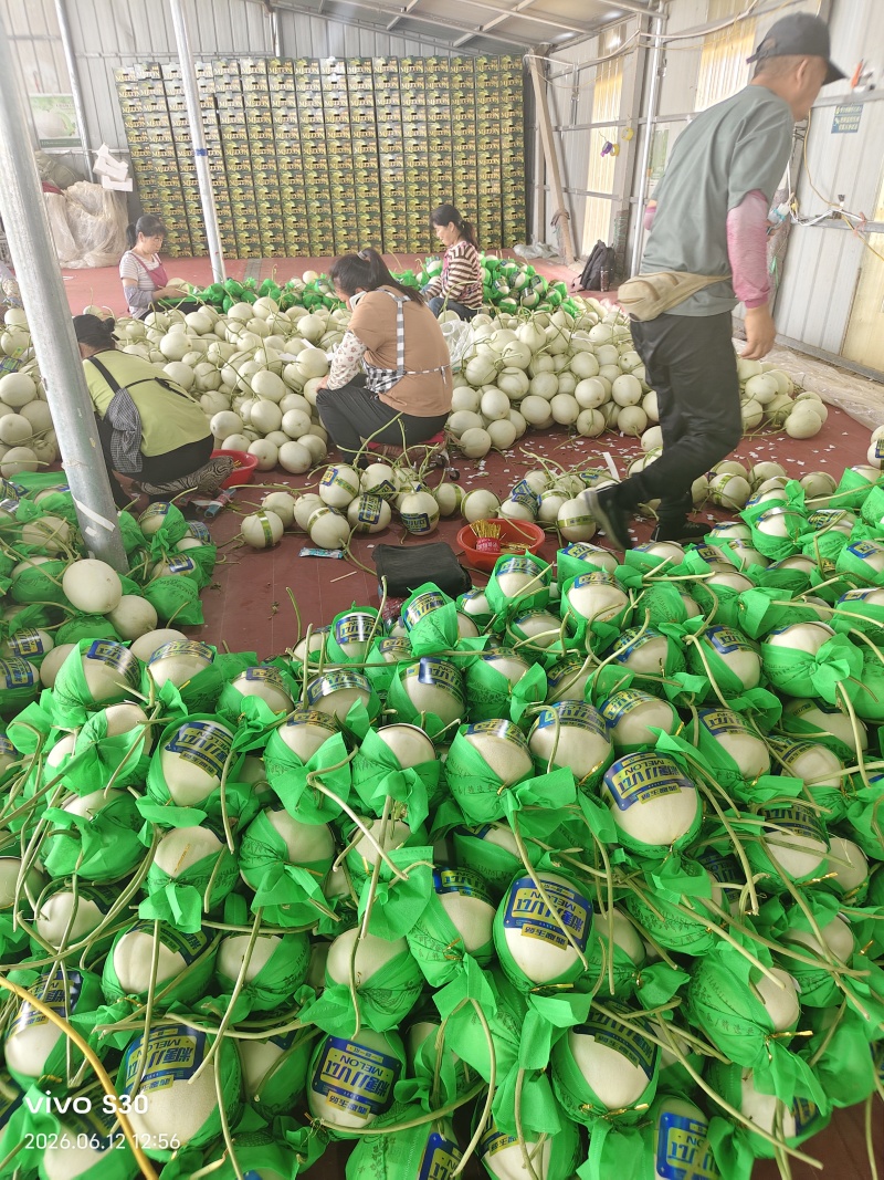玉姑甜瓜冰清玉姑绿肉白瓜正圆形种植产地看棚定货口感好