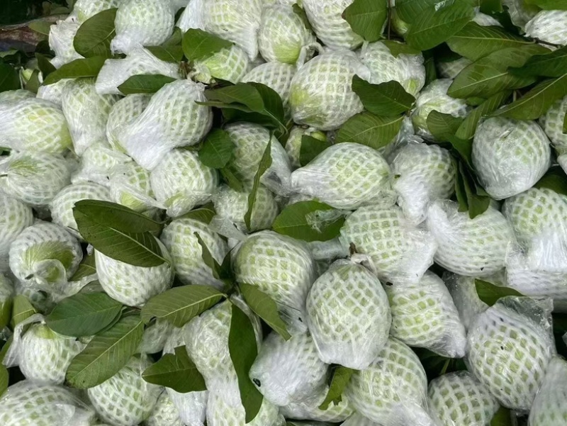 珍珠番石榴白心红果芭乐产地直发视频看货欢迎电询