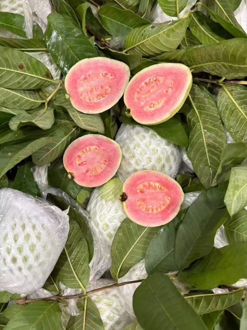 珍珠番石榴白心红果芭乐产地直发视频看货欢迎电询