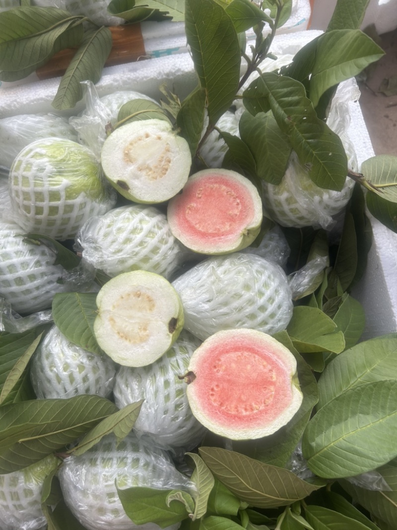 珍珠番石榴白心红果芭乐产地直发视频看货欢迎电询