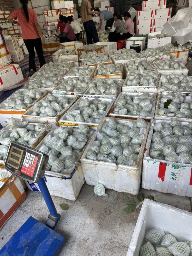 珍珠番石榴白心红果芭乐产地直发视频看货欢迎电询