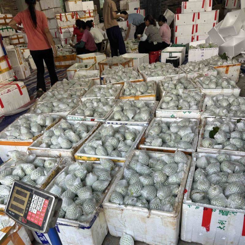 珍珠番石榴白心红果芭乐产地直发视频看货欢迎电询