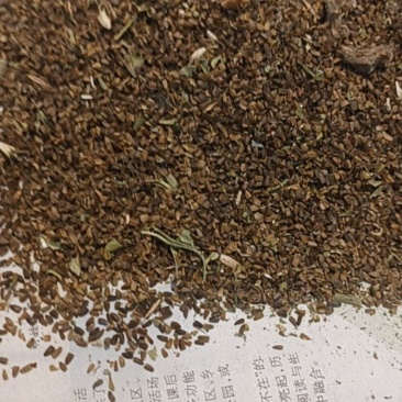 野生益母草种子，现割现发。