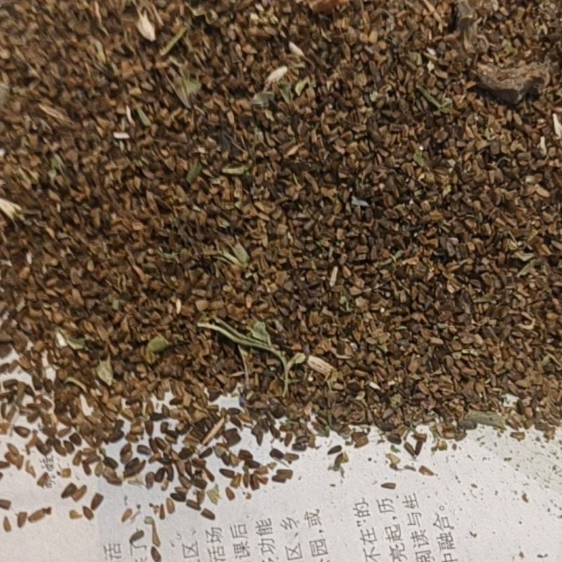 野生益母草种子，现割现发。