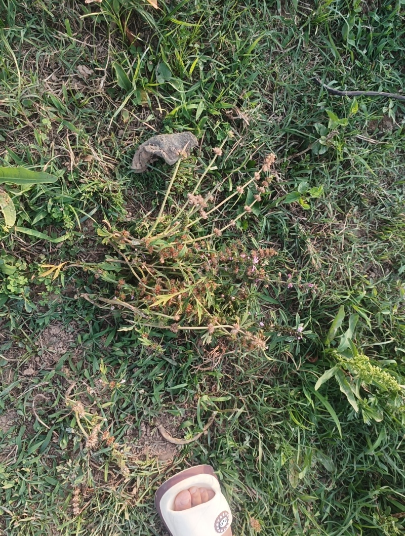野生益母草种子，现割现发。