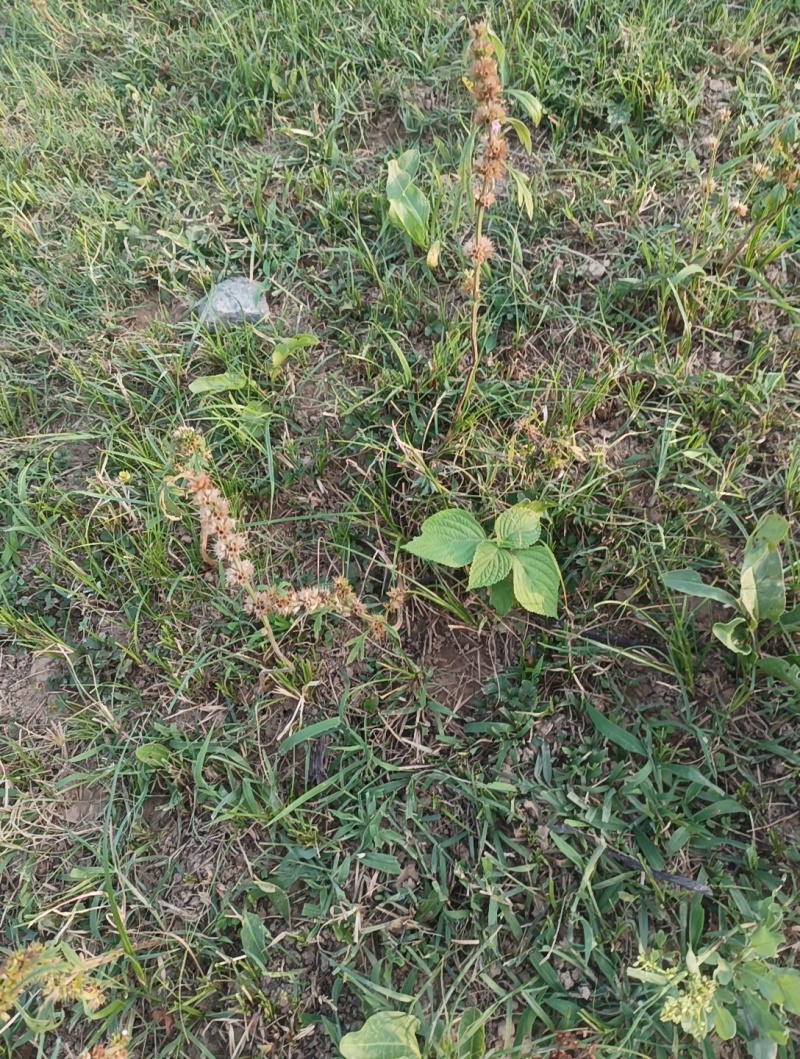 野生益母草种子，现割现发。