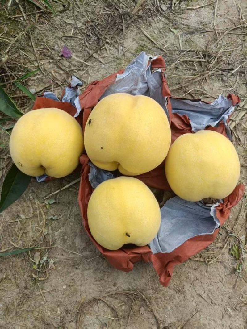 黄金凤，套袋黄桃，甜黄桃