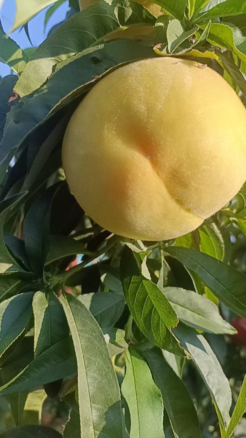 黄金凤，套袋黄桃，甜黄桃