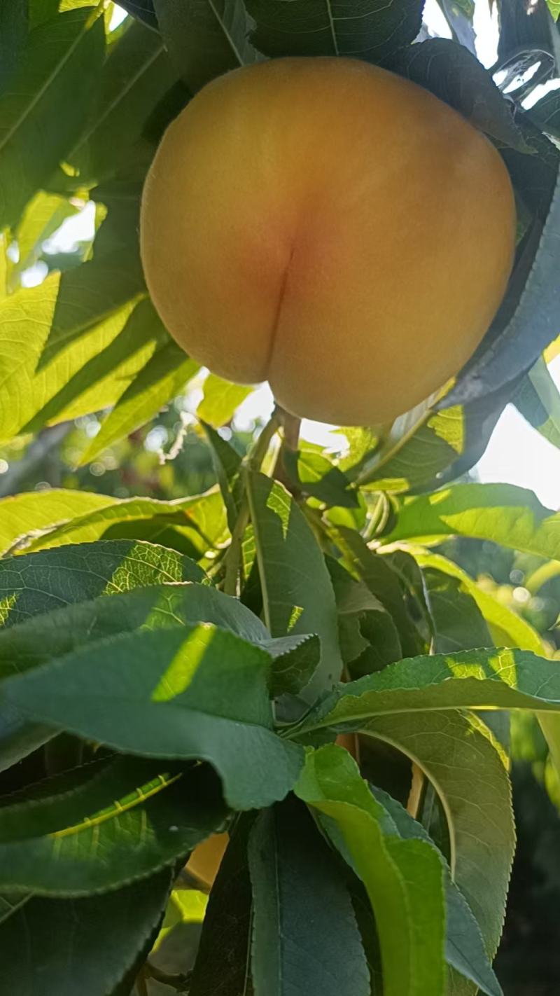 黄金凤，套袋黄桃，甜黄桃
