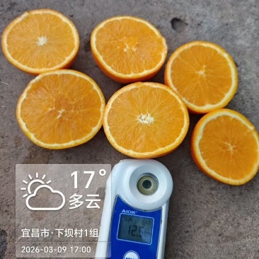 秭归水田坝伦晚九月红夏橙产地代办，整车采摘装车可视频看园
