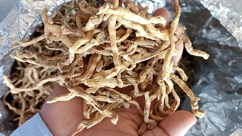 野生玉竹无硫熏自然手晒干