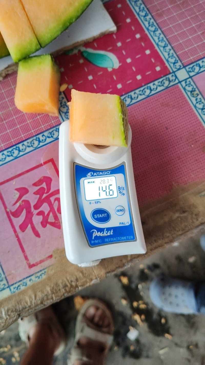 甘肃民勤沙漠蜜瓜