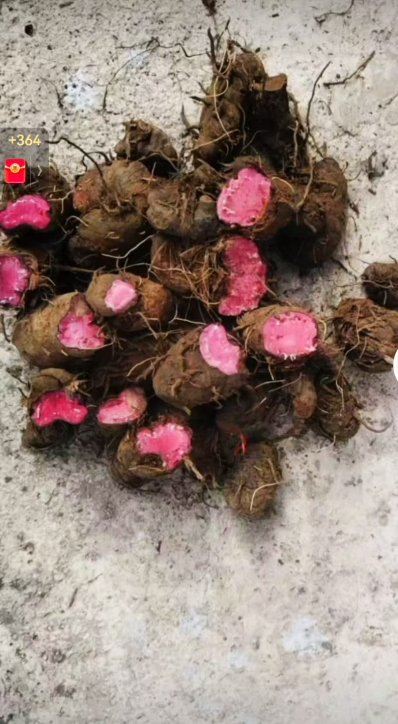 草血竭，