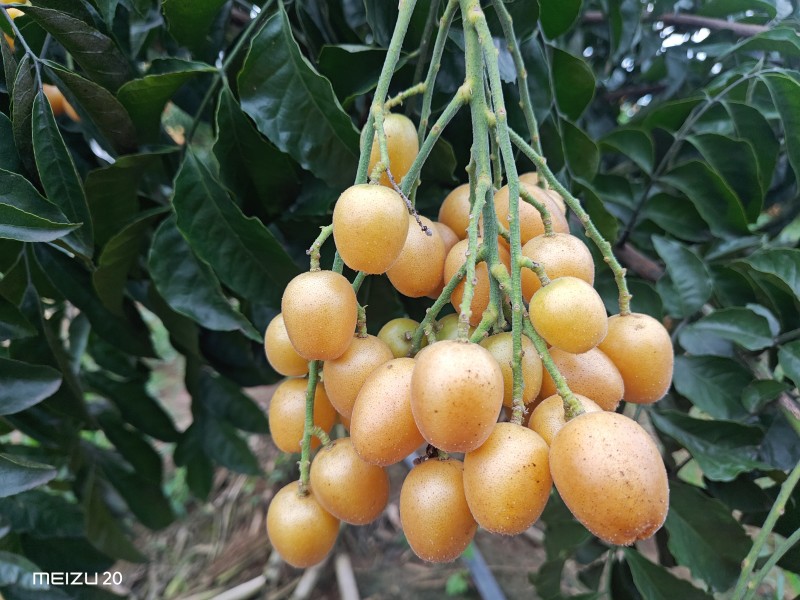 大量广西无籽黄皮果工厂统果，电商果，奶茶黄皮果，一件代发