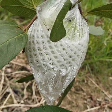 番石榴