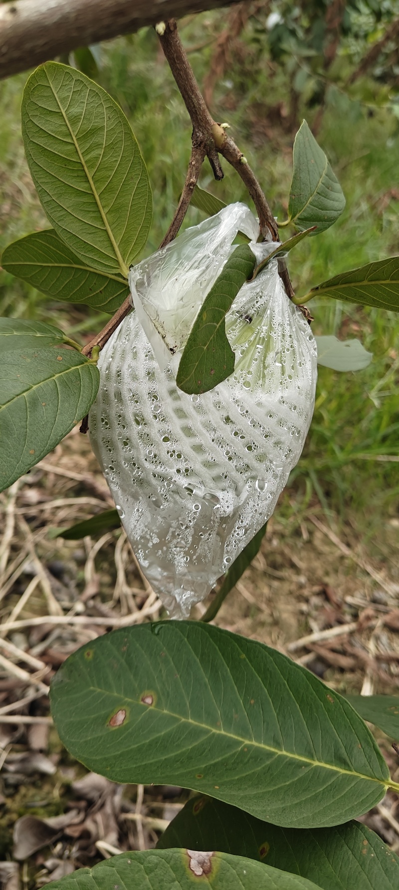 番石榴
