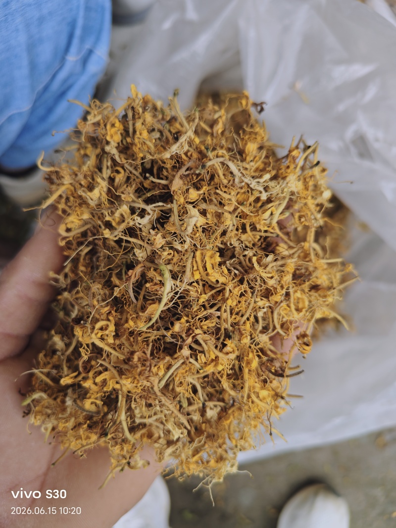 贵州安龙，金银花无硫无霉，质量保证产地直销大量供应