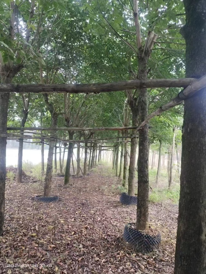 秋枫