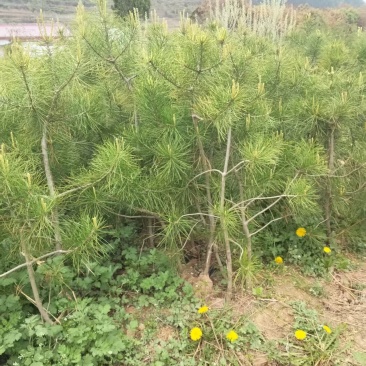 白皮松油松白蜡刺槐国槐七叶树