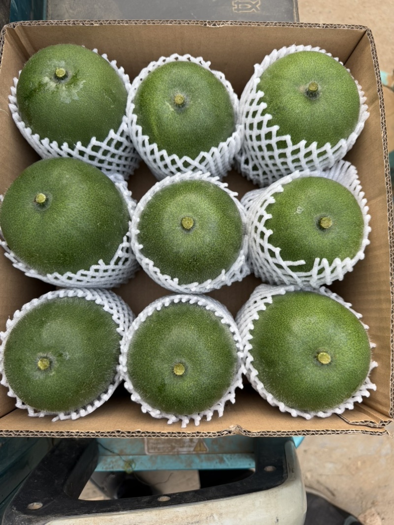 冬瓜盅**迷你小冬瓜