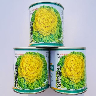 卡其奶油金芯F1黄心乌塌菜种子鲜甜软糯秋播耐寒黄心菊花菜
