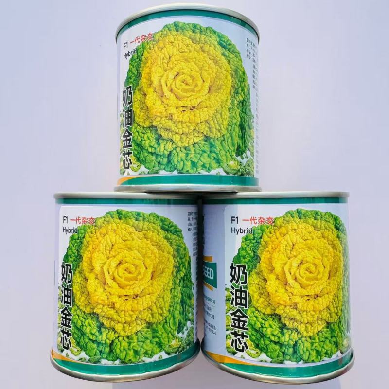卡其奶油金芯F1黄心乌塌菜种子鲜甜软糯秋播耐寒黄心菊花菜