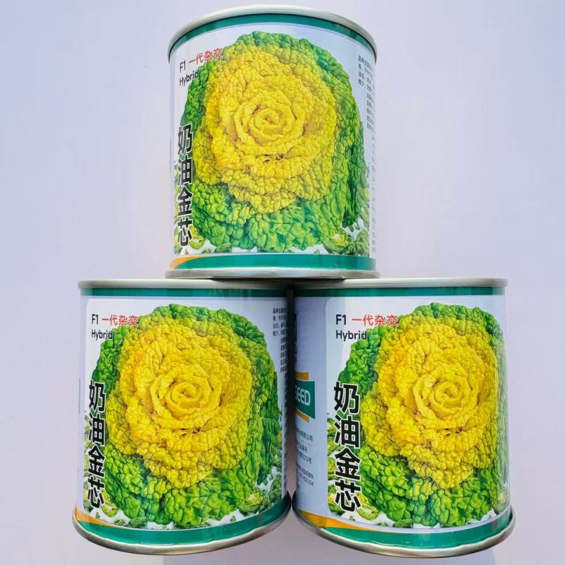 卡其奶油金芯F1黄心乌塌菜种子鲜甜软糯秋播耐寒黄心菊花菜