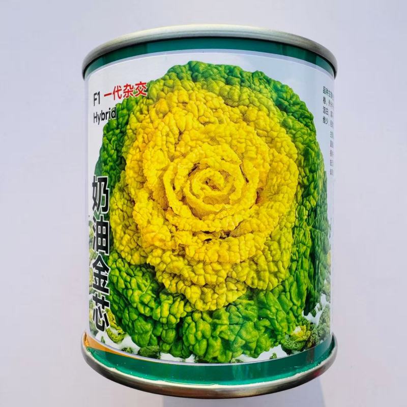 卡其奶油金芯F1黄心乌塌菜种子鲜甜软糯秋播耐寒黄心菊花菜