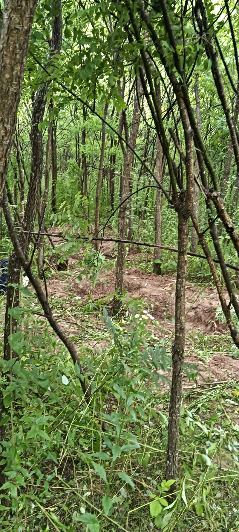 国槐3-8公分可带土球要的联系