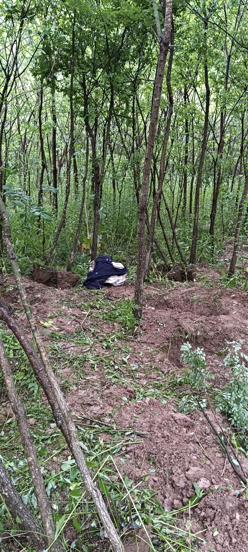国槐3-8公分可带土球要的联系
