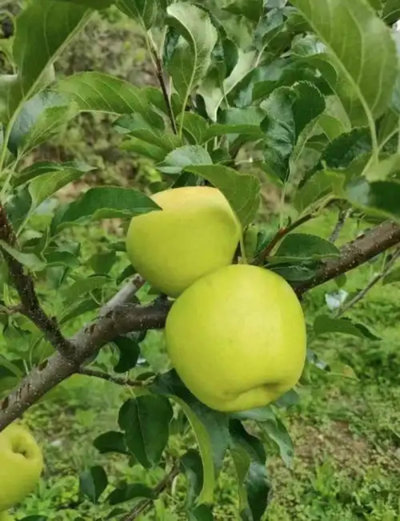 山东早熟苹果华硕，鲁丽，晨阳，哈旮旯大量上市